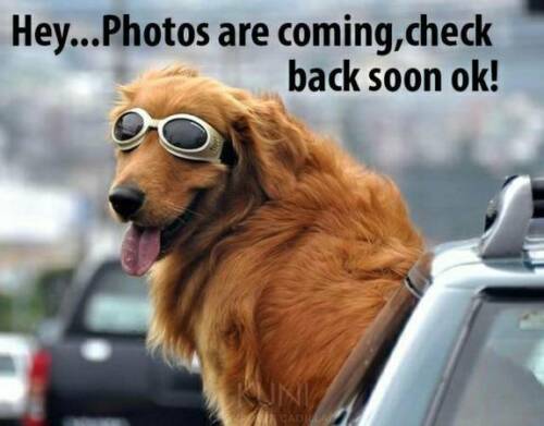 NEW SIEMENS FS-RD-R RED REMOTE ANNUNCIATOR FOR FS-100 / FS100 FIRESEEKER